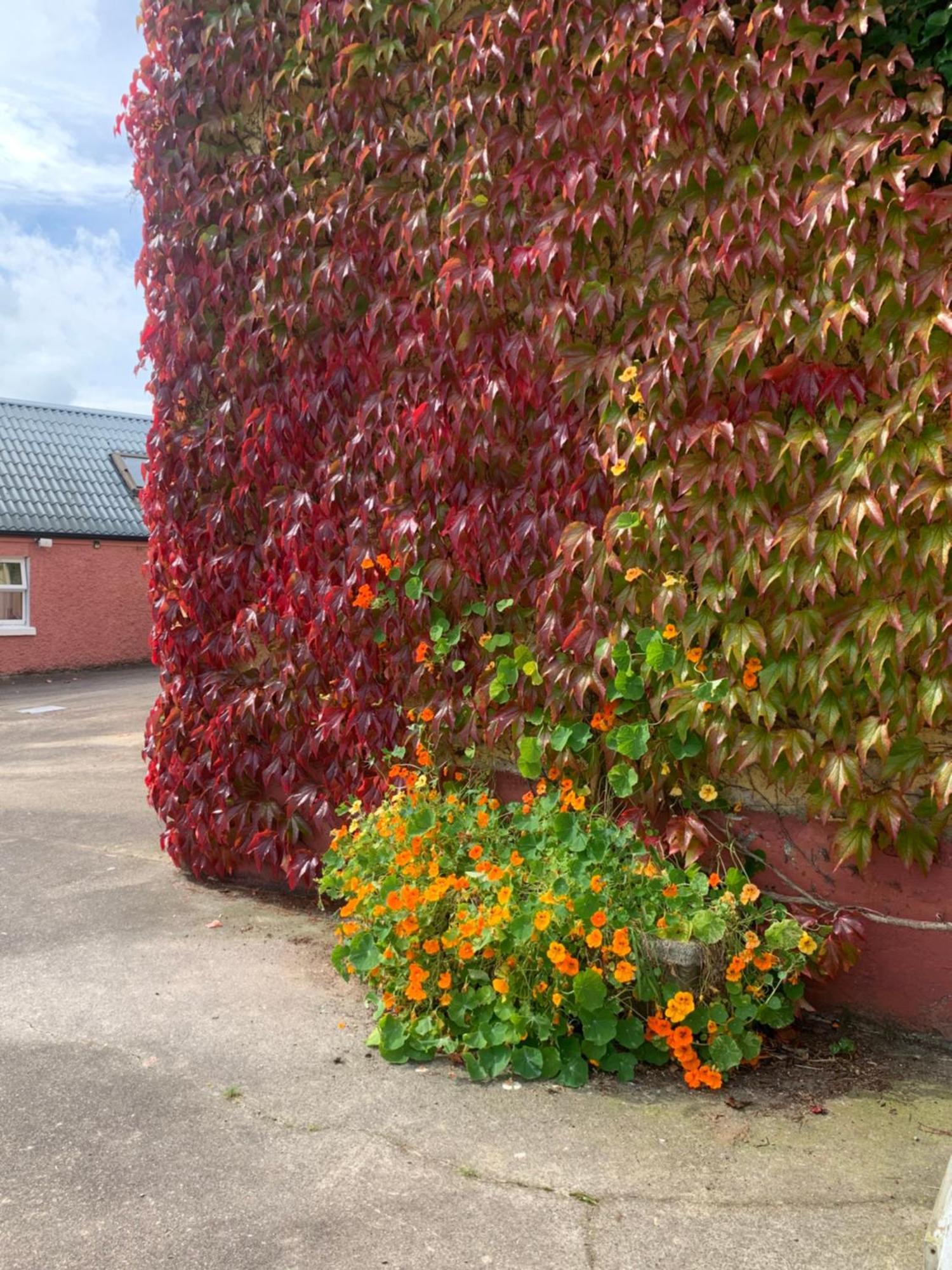 Wisteria Cottage Ballyconnell  Exterior photo